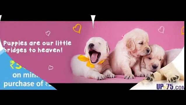 Dog Daycare San Marcos