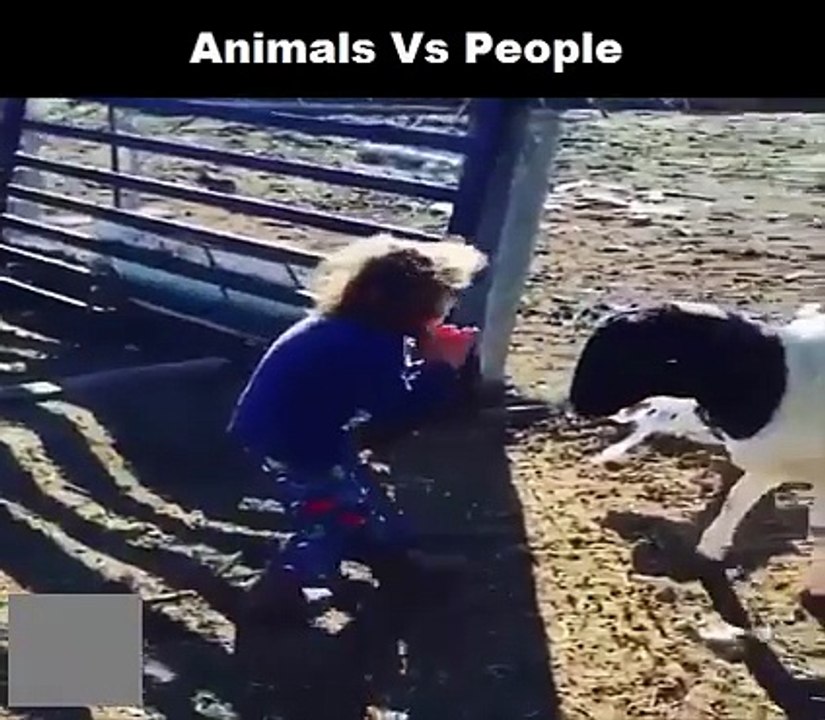 Animaux VS humains - Compilation d'attaques violentes et douloureuses