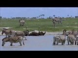 National Geographic Documentary - The Great Zebra Migration - BBC Discovery Planet Animals