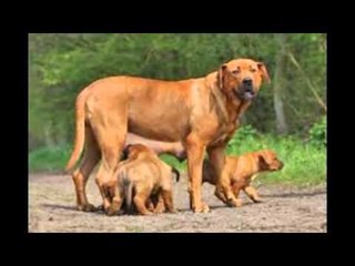 rasse de chien dog races