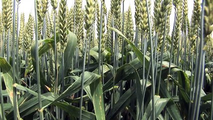 Syngenta : Test du nouveau fongicide céréales, Elatus Plus, sur l'exploitation de Christian Daniau