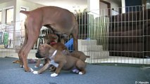 Mamma Boxer molto Premurosa e i suoi Cucciolotti