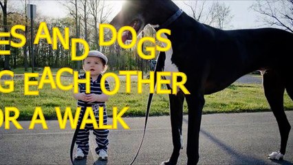 Babies and dogs take each other for a walk - Funny and cute compilation