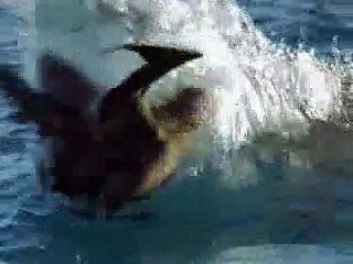 Köpekbalığının Yaptığına Şaşıracaksınız!