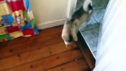 Un Piccolo Malamute che "Ascolta" il suo Umano