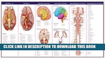 Read Now Anatomical Chart Company s Illustrated Pocket Anatomy: Anatomy of The Brain Study Guide
