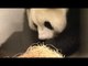 Naissance d'un bébé panda géant à Pairi Daiza