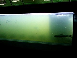 Vidéo0048  (LA PASSE A POISSONS VICHY 03200