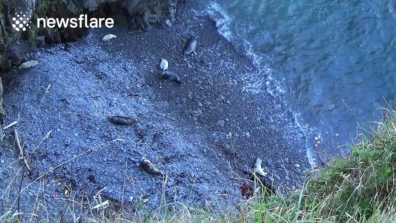Seals and suckling pups on Pembrokeshire coast