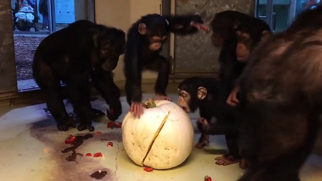 Des soigneurs offrent une citrouille à des chimpanzés