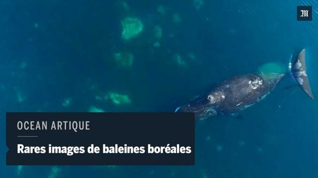 Images rares de baleines boréales dans l'Artique