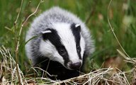 BBC Radio Devon - Janet Kipling 24Oct16 - badger cull debate
