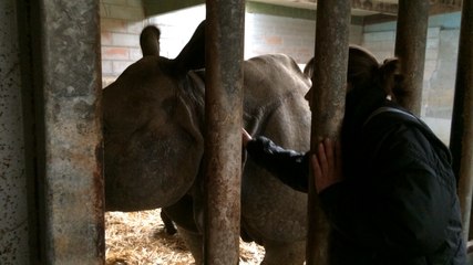 Carnet rose au Cerza : naissance d'un bébé rhinoceros