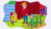 Caillou Can Be Patient | Cartoon for Kids