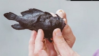 Bacakları Olan Balık Bilim Dünyasını Sarstı