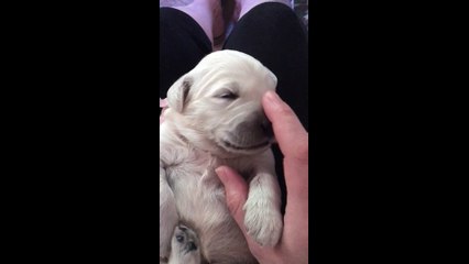 How to put a newborn puppy to sleep