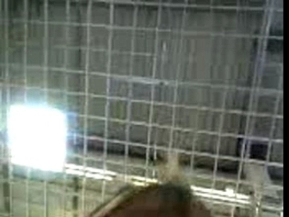 bébé film