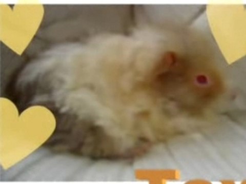 Quelques races de cobayes