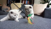 British Shorthair Kittens Playing