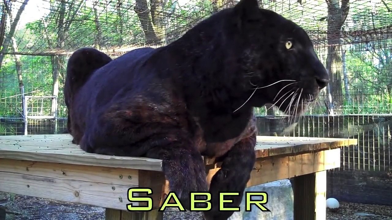 Black 'PANTHERS'...