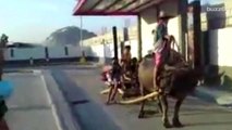 Farmer Uses Buffalo to Pull 10 Kids Through Fast Food Drive-Thru