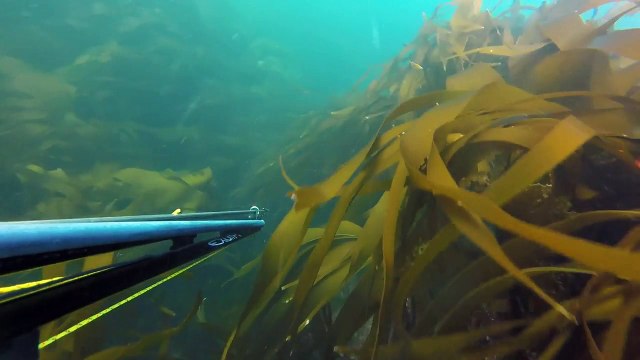 chasse sous marine,, bretagne glenan ,,saison 2016 wooow