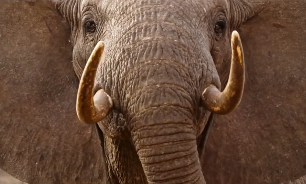THE IVORY GAME Official Trailer (2016) Elephant Poaching Netflix Documentary HD