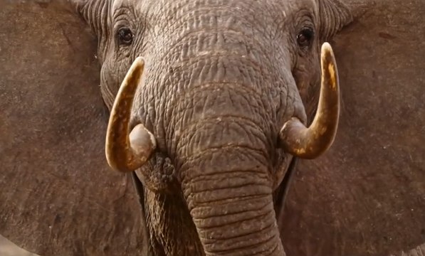 THE IVORY GAME Official Trailer (2016) Elephant Poaching Netflix Documentary HD