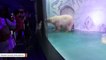 Heartbreaking Video Shows 'World's Saddest Polar Bear' On Display In Chinese Shopping Mall