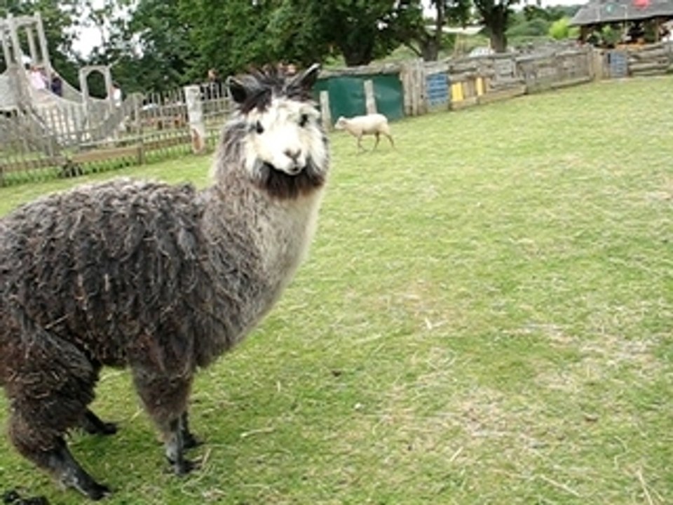 Cacalama