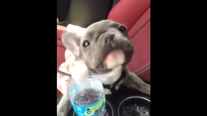 French Bulldog puppy does his best dolphin impersonation
