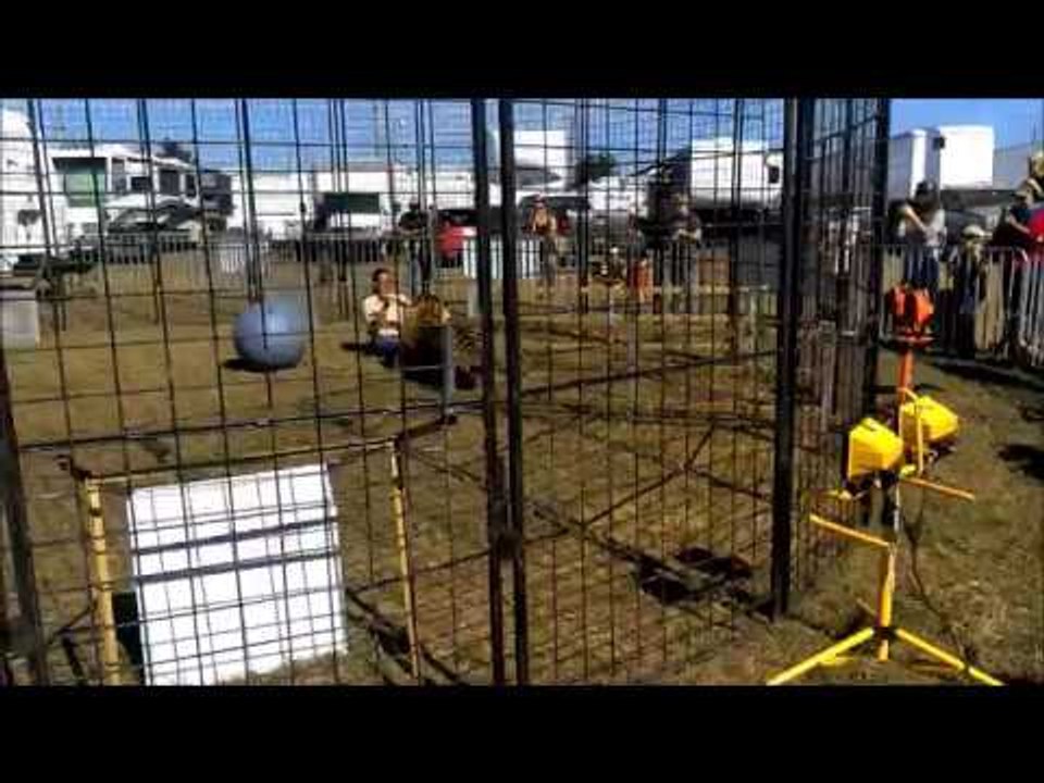 Tiger Drags Trainer Across Cage at Pensacola Interstate Fair