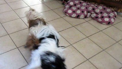 Combat Shih Tzu