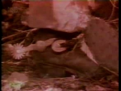 Highwayman Willie Nelson, Kris Kristofferson, Waylon Jenning