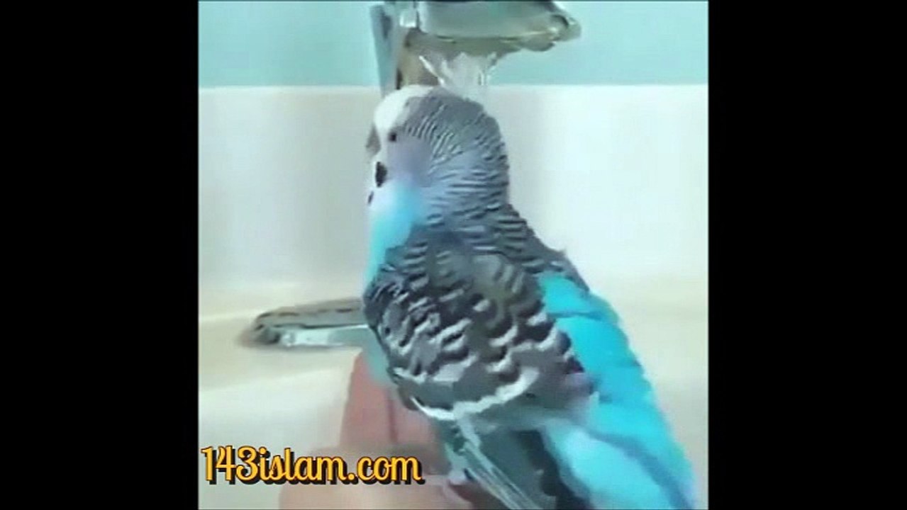Bird Performing Wazu