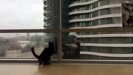 Gato adora lavar janelas