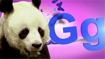pink ABC Song (panda bear)