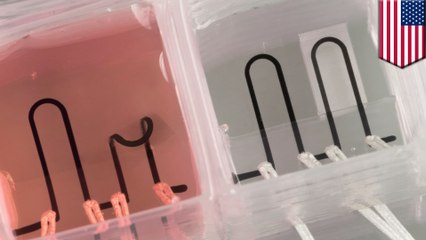 3D printed heart on a computer chip could spell the end for drug testing on animals