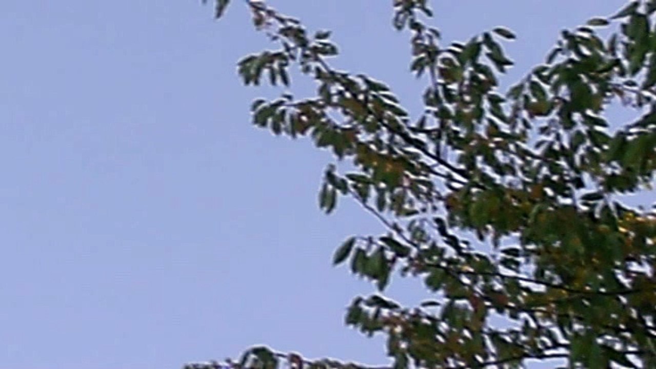 Chien Pourri en-dessous d'un nid de Grüks