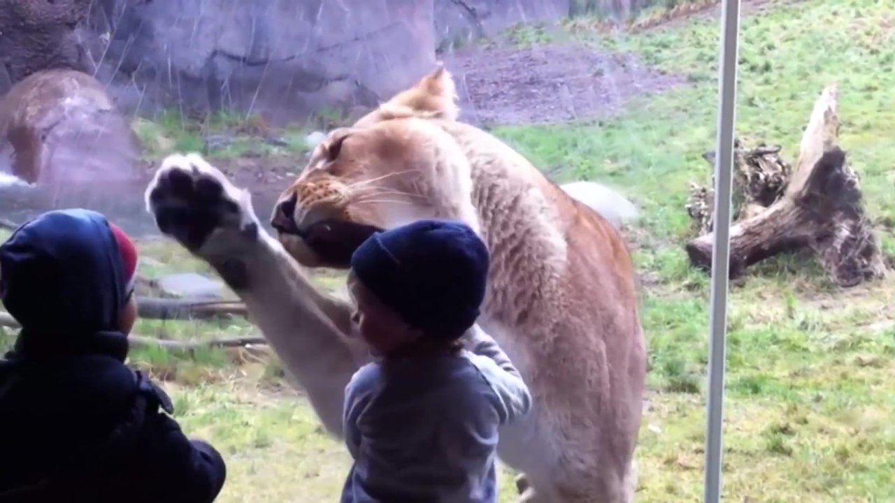 Amazing Zoo