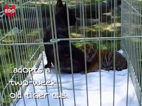 French Bulldog Adopts Tiger