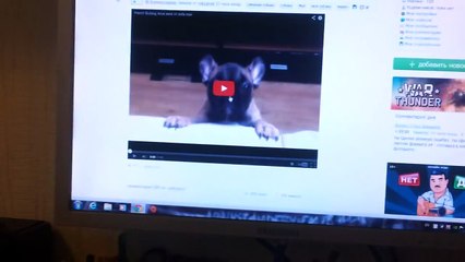 French Bulldog Alice got on the couch)))