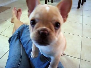 French bulldog Batman barking