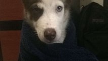 Husky hates shower, howls in protest!