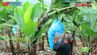 How Do They Do It - How to Harvest and Process Bananas, Apples  Food & Drink