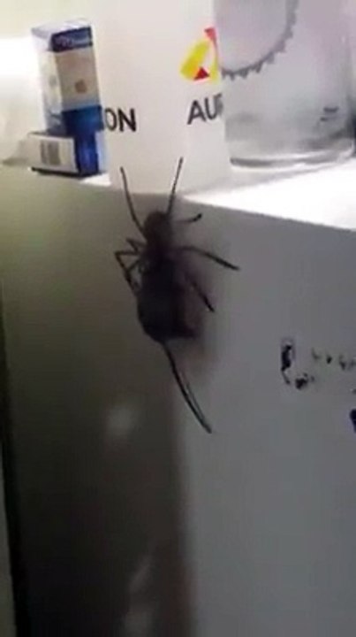 araignée