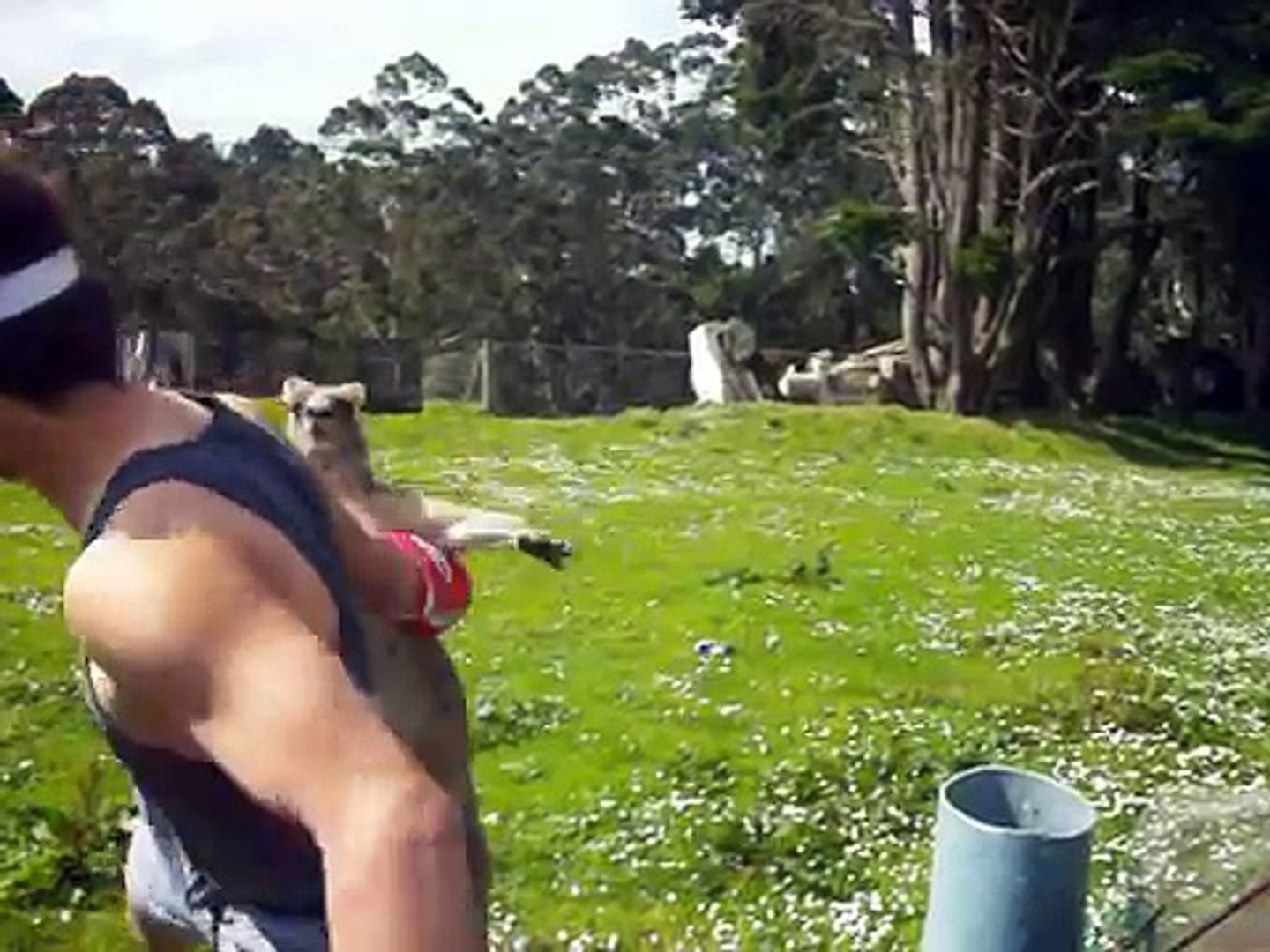 Combat de boxe entre un homme et un kangourou, qui va gagner ? - Vidéo  Dailymotion