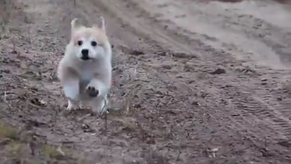Puppy follows owner everywhere