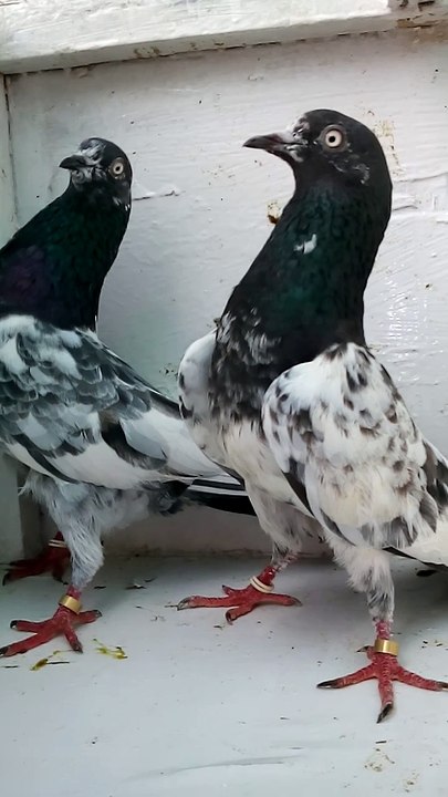 Teddy Pigeons Main Nazeer Sab Wale