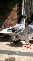 Teddy Pigeons No It Fuqeer Gull